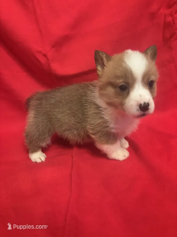 Female red Corgi #1