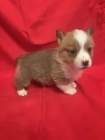 Female red Corgi #1, a female Pembroke Welsh Corgi for sale in San Angelo, TX – Photo 1 of 2
