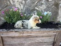Blue Merle Female , a female Pembroke Welsh Corgi for sale in San Angelo, TX – 5 of 5