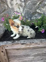 Blue Merle Female , a female Pembroke Welsh Corgi for sale in San Angelo, TX – 3 of 5