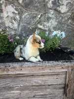 Blue Merle Female , a female Pembroke Welsh Corgi for sale in San Angelo, TX – 4 of 5