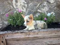 Blue Merle Female , a female Pembroke Welsh Corgi for sale in San Angelo, TX – 2 of 5