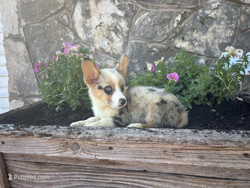 Blue Merle Female  – Pembroke Welsh Corgi puppy for sale in San Angelo, TX