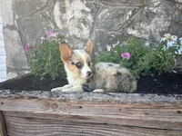 Blue Merle Female , a female Pembroke Welsh Corgi for sale in San Angelo, TX – 1 of 5