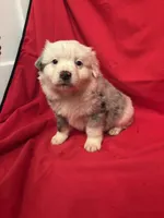 Blue Merle Male #3, a male Miniature Australian Shepherd for sale in San Angelo, TX – Photo 2 of 3