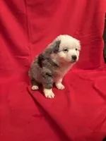 Blue Merle Male #3, a male Miniature Australian Shepherd for sale in San Angelo, TX – Photo 1 of 3