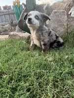 Blue Aussie Male, a male Miniature Australian Shepherd for sale in San Angelo, TX – 4 of 5