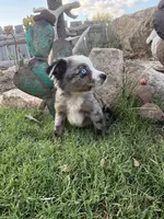 Blue Aussie Male, a male Miniature Australian Shepherd for sale in San Angelo, TX – 3 of 5