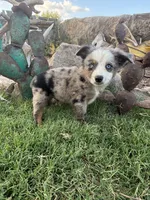 Blue Aussie Male, a male Miniature Australian Shepherd for sale in San Angelo, TX – 2 of 5