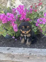 Black Aussie doodle female, a female Aussiedoodle for sale in San Angelo, TX – Photo 3 of 3