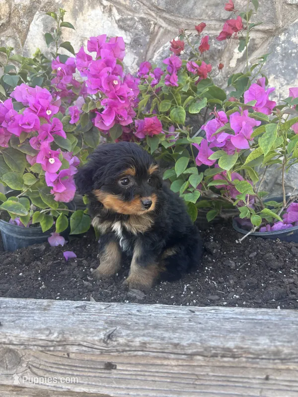 Black Aussie doodle female – Aussiedoodle puppy for sale in San Angelo, TX