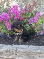 Black Aussie doodle female, a female Aussiedoodle for sale in San Angelo, TX – Photo 1 of 3