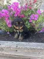 Black Aussie doodle female, a female Aussiedoodle for sale in San Angelo, TX – Photo 2 of 3
