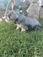 Salt Pepper Schnauzer , a male Miniature Schnauzer for sale in San Angelo, TX – 2 of 4