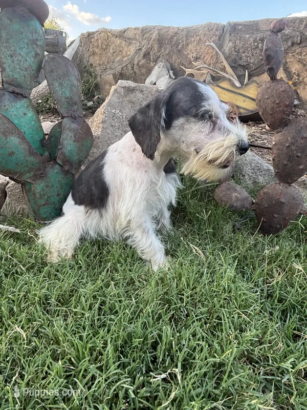 Party female  – Miniature Schnauzer puppy for sale in San Angelo, TX