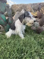 Party female , a female Miniature Schnauzer for sale in San Angelo, TX – 1 of 4