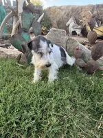 Party Female, a female Miniature Schnauzer for sale in San Angelo, TX – 6 of 7