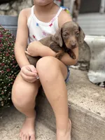 Brownie male , a male Miniature Dachshund for sale in San Angelo, TX – 2 of 3