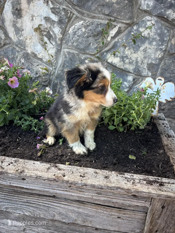 Blue Merle with Black Markings – Miniature Australian Shepherd puppy for sale in San Angelo, TX