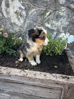 Blue Merle with Black Markings, a male Miniature Australian Shepherd for sale in San Angelo, TX – 1 of 4