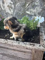 Blue Merle with Black Markings, a male Miniature Australian Shepherd for sale in San Angelo, TX – 4 of 4