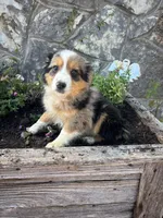Blue Merle with Black Markings, a male Miniature Australian Shepherd for sale in San Angelo, TX – 3 of 4