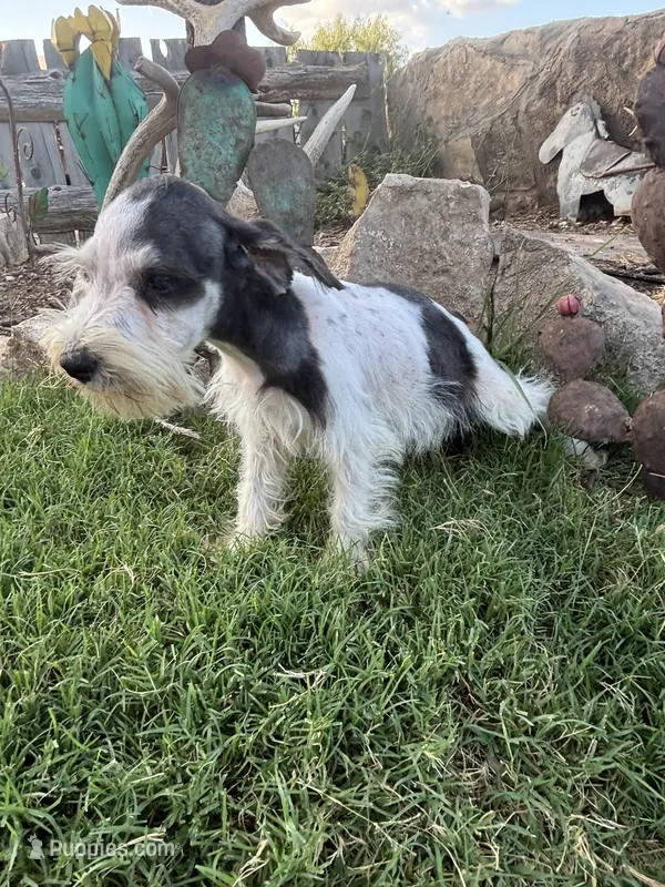 Party Female – Miniature Schnauzer puppy for sale in San Angelo, TX