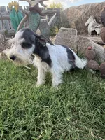 Party Female, a female Miniature Schnauzer for sale in San Angelo, TX – 1 of 7