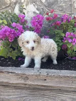 Flashy Male Aussie Doodle , a male Aussiedoodle for sale in San Angelo, TX – Photo 5 of 5