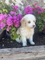 Flashy Male Aussie Doodle , a male Aussiedoodle for sale in San Angelo, TX – Photo 4 of 5