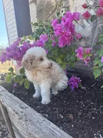 Flashy Male Aussie Doodle , a male Aussiedoodle for sale in San Angelo, TX – Photo 3 of 5