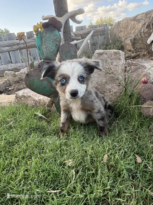 Blue Aussie Male – Miniature Australian Shepherd puppy for sale in San Angelo, TX