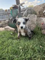 Blue Aussie Male, a male Miniature Australian Shepherd for sale in San Angelo, TX – 1 of 5