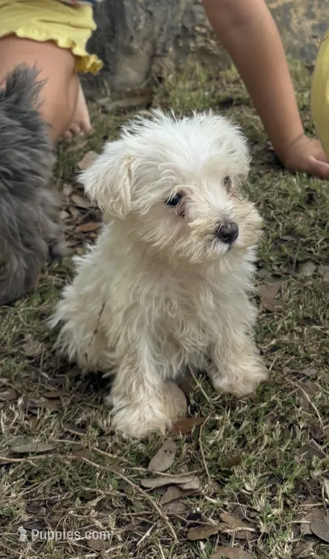 White Female  – Miniature Schnauzer puppy for sale in San Angelo, TX