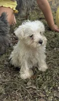 White Female , a female Miniature Schnauzer for sale in San Angelo, TX – 1 of 1