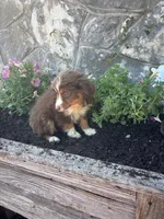 Red tri female , a female Miniature American Shepherd for sale in San Angelo, TX – 2 of 4