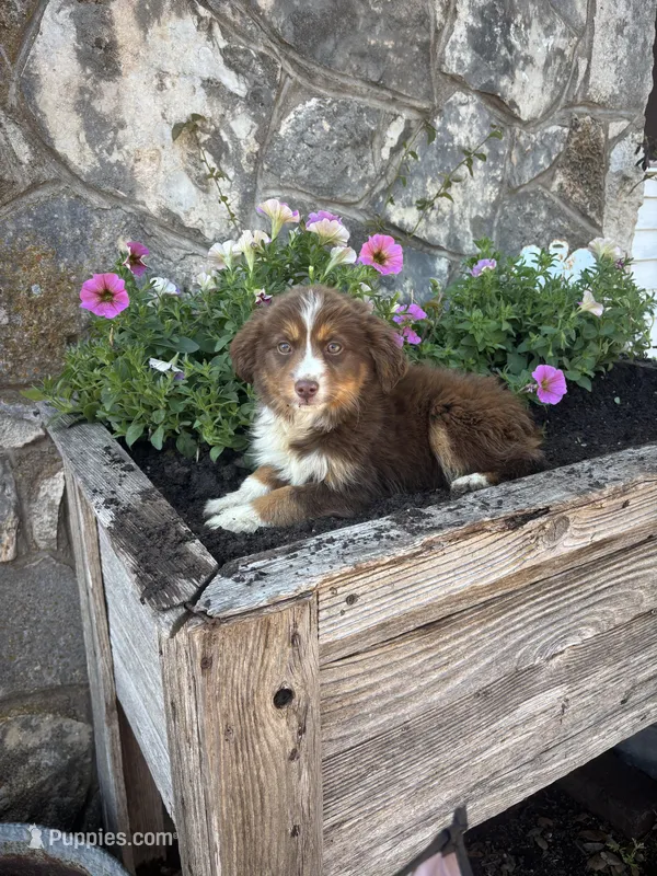 Red tri female  – Miniature American Shepherd puppy for sale in San Angelo, TX