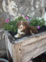 Red tri female , a female Miniature American Shepherd for sale in San Angelo, TX – 1 of 4