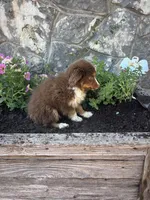 Red tri female , a female Miniature American Shepherd for sale in San Angelo, TX – 4 of 4