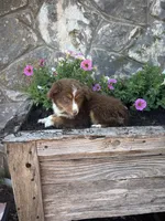 Red tri female , a female Miniature American Shepherd for sale in San Angelo, TX – 3 of 4