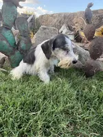Party Female, a female Miniature Schnauzer for sale in San Angelo, TX – 7 of 7