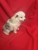 Merle Male #1, a male Miniature Australian Shepherd for sale in San Angelo, TX – Photo 2 of 3