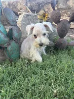 White Female , a female Miniature Schnauzer for sale in San Angelo, TX – 4 of 6