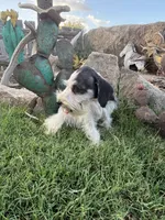 Party Female, a female Miniature Schnauzer for sale in San Angelo, TX – 2 of 7