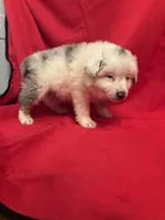 Blue Merle male #2, a male Miniature Australian Shepherd for sale in San Angelo, TX – Photo 4 of 4