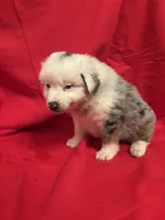 Blue Merle male #2, a male Miniature Australian Shepherd for sale in San Angelo, TX – Photo 1 of 4