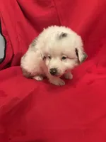 Blue Merle male #2, a male Miniature Australian Shepherd for sale in San Angelo, TX – Photo 3 of 4