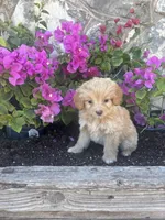 Golden female Aussie doodle, a female Aussiedoodle for sale in San Angelo, TX – Photo 2 of 4
