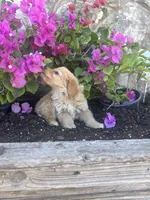 Golden female Aussie doodle, a female Aussiedoodle for sale in San Angelo, TX – Photo 4 of 4