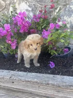 Golden female Aussie doodle, a female Aussiedoodle for sale in San Angelo, TX – Photo 3 of 4